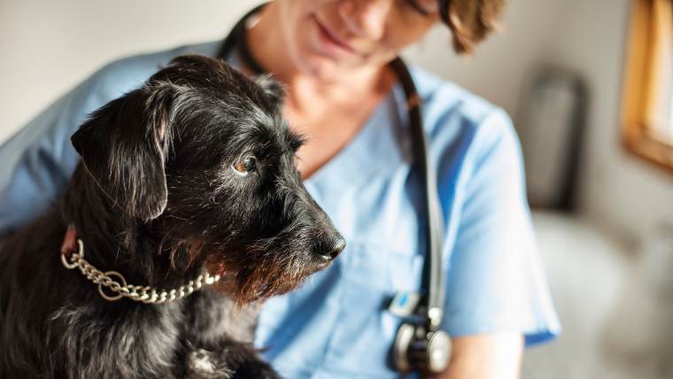 Dog being examined by a vet.