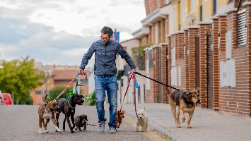 Professional dog walker taking multiple dogs on a walk in the city.