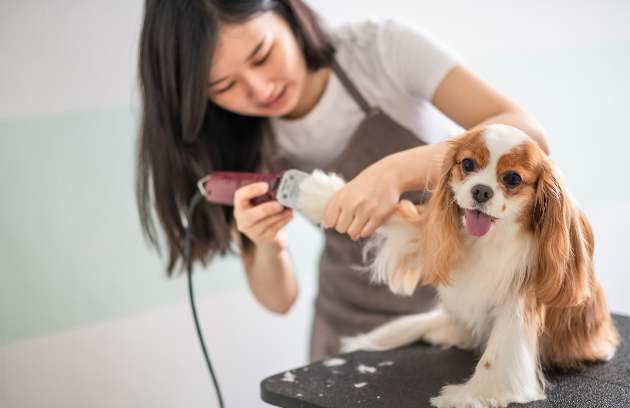 dog-groomer